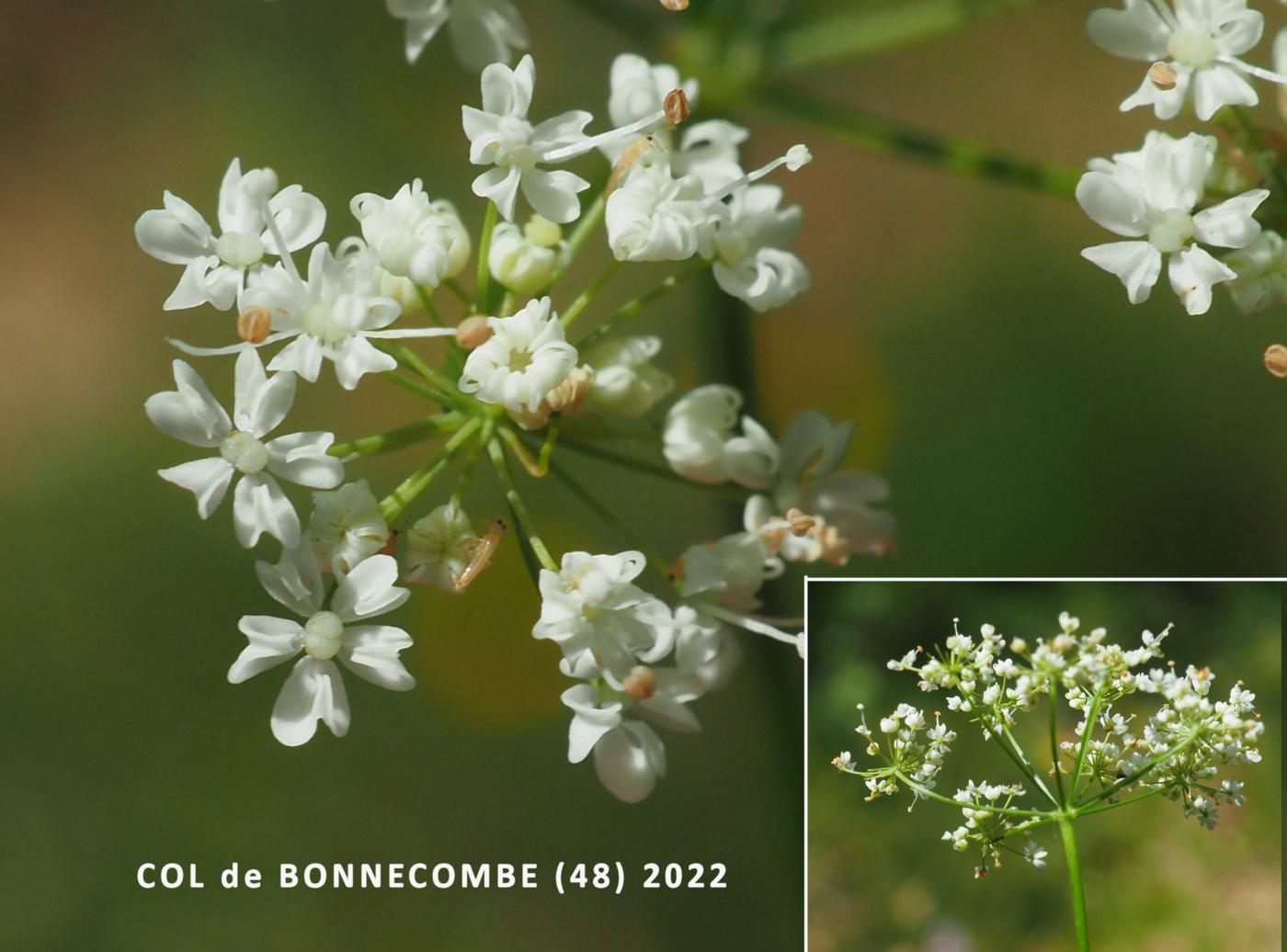 Pignut flower